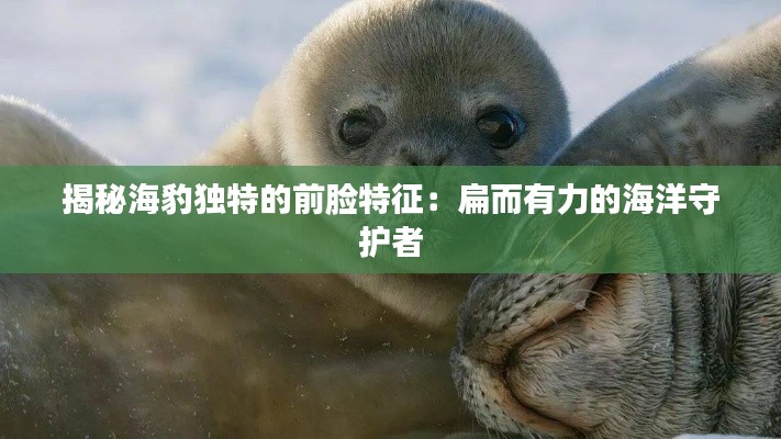 揭秘海豹獨(dú)特的前臉特征:扁而有力的海洋守護(hù)者
