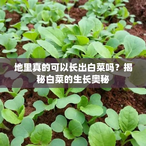 地里真的可以長出白菜嗎？揭秘白菜的生長奧秘