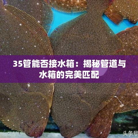 35管能否接水箱:揭秘管道與水箱的完美匹配