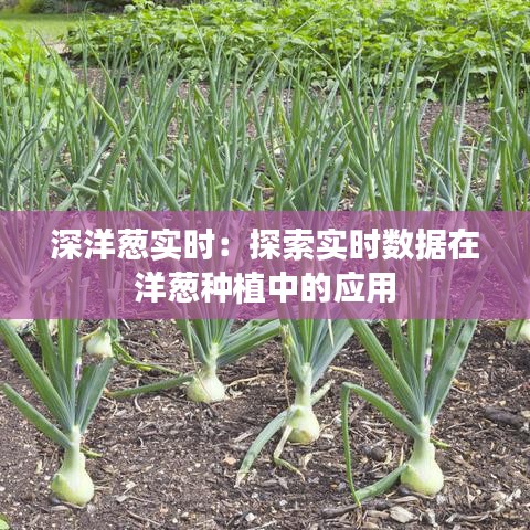 深洋蔥實(shí)時(shí)：探索實(shí)時(shí)數(shù)據(jù)在洋蔥種植中的應(yīng)用