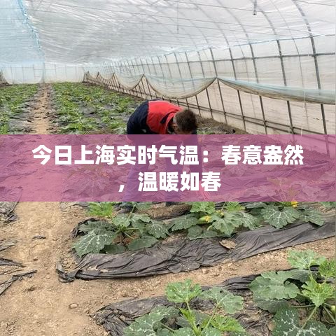 今日上海實時氣溫：春意盎然，溫暖如春