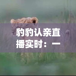 豹豹認(rèn)親直播實(shí)時(shí)：一場(chǎng)跨越千里的溫馨重逢