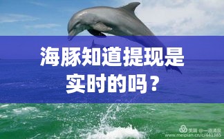 海豚知道提現(xiàn)是實(shí)時的嗎？