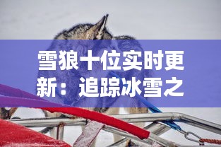 雪狼十位實時更新：追蹤冰雪之巔的神秘使者