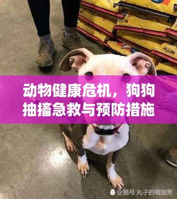 動(dòng)物健康危機(jī)，狗狗抽搐急救與預(yù)防措施探討