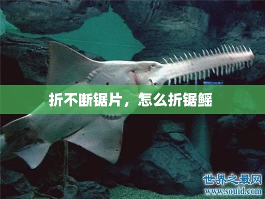折不斷鋸片，怎么折鋸鰩 