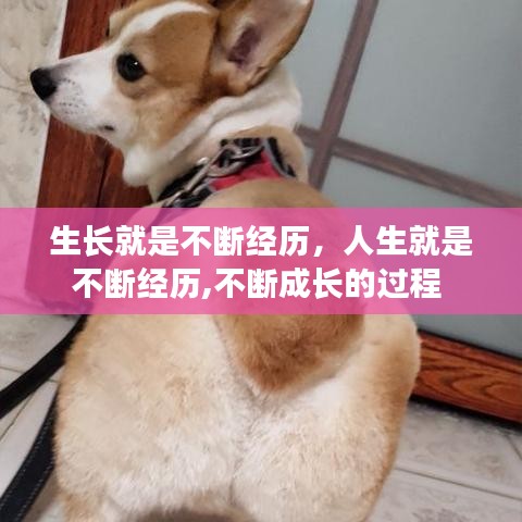 生長(zhǎng)就是不斷經(jīng)歷，人生就是不斷經(jīng)歷,不斷成長(zhǎng)的過(guò)程 