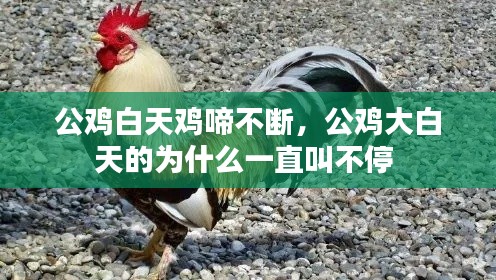 公雞白天雞啼不斷，公雞大白天的為什么一直叫不停 