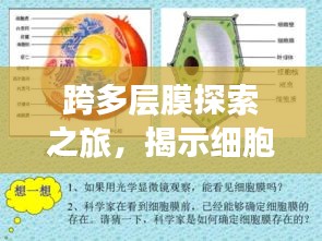 跨多層膜探索之旅，揭示細(xì)胞膜的重要性與獨(dú)特功能