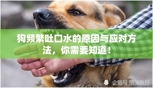 狗頻繁吐口水的原因與應(yīng)對方法，你需要知道！