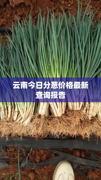 云南今日分蔥價(jià)格最新查詢報(bào)告