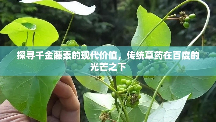 探尋千金藤素的現(xiàn)代價(jià)值，傳統(tǒng)草藥在百度的光芒之下