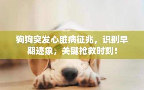 狗狗突發(fā)心臟病征兆，識別早期跡象，關(guān)鍵搶救時刻！