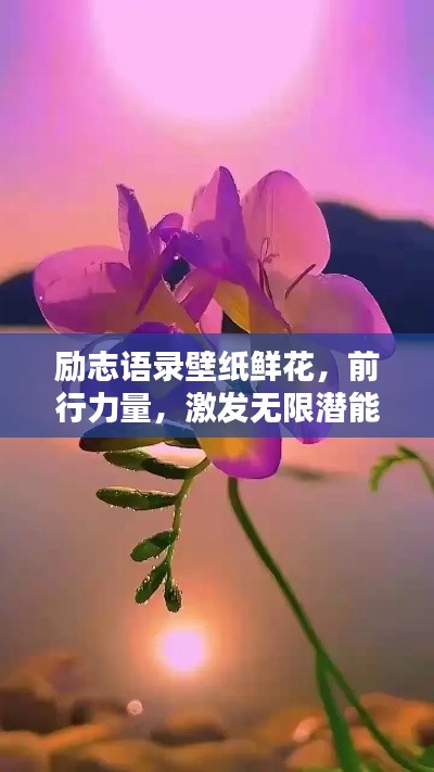 勵志語錄壁紙鮮花，前行力量，激發(fā)無限潛能