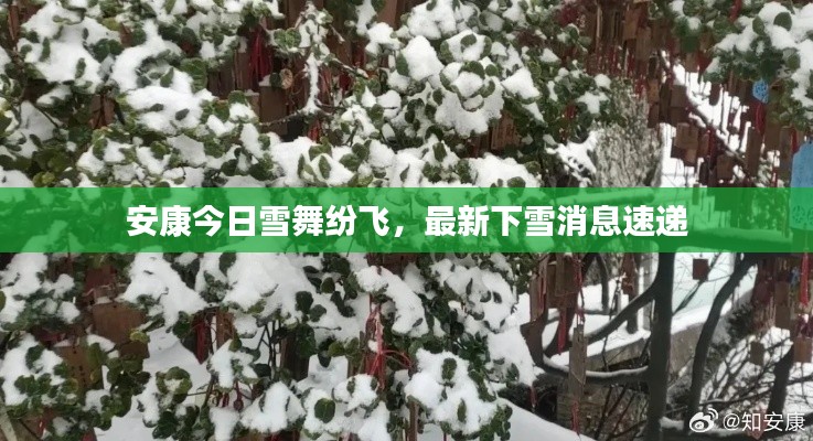 安康今日雪舞紛飛，最新下雪消息速遞