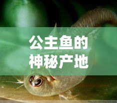 公主魚的神秘產地大揭秘！