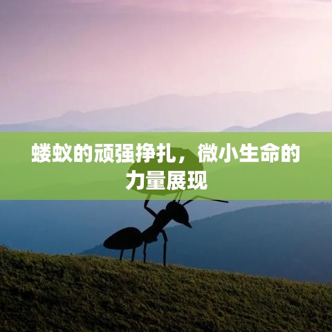 螻蟻的頑強掙扎，微小生命的力量展現(xiàn)