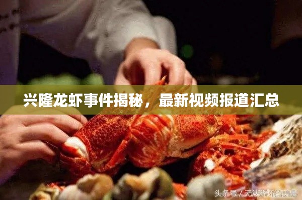 興隆龍蝦事件揭秘，最新視頻報(bào)道匯總