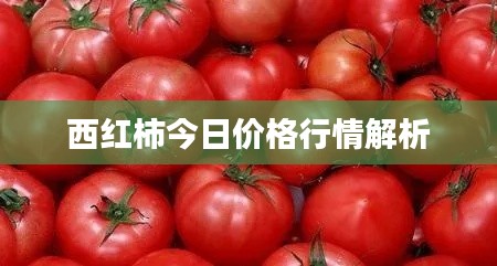 西紅柿今日價(jià)格行情解析