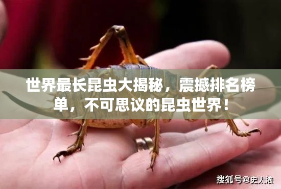 世界最長昆蟲大揭秘，震撼排名榜單，不可思議的昆蟲世界！