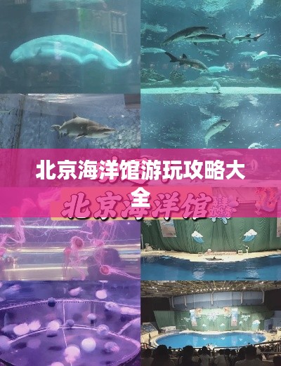 北京海洋館游玩攻略大全