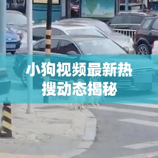 小狗視頻最新熱搜動(dòng)態(tài)揭秘