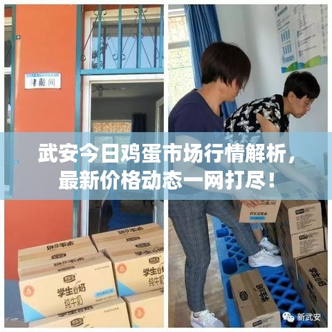 武安今日雞蛋市場行情解析，最新價格動態(tài)一網(wǎng)打盡！