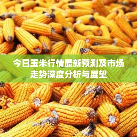 今日玉米行情最新預(yù)測及市場走勢深度分析與展望