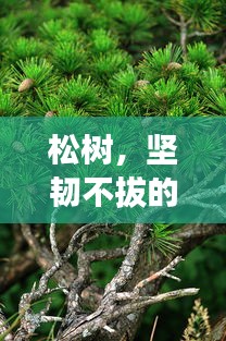 淡泊以明志，寧靜以致遠(yuǎn) 第2頁