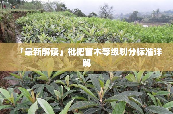 「最新解讀」枇杷苗木等級劃分標準詳解