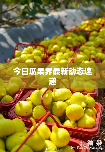 今日瓜果界最新動態(tài)速遞