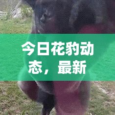 今日花豹動態(tài)，最新消息匯總