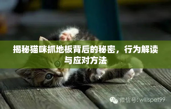 揭秘貓咪抓地板背后的秘密，行為解讀與應對方法