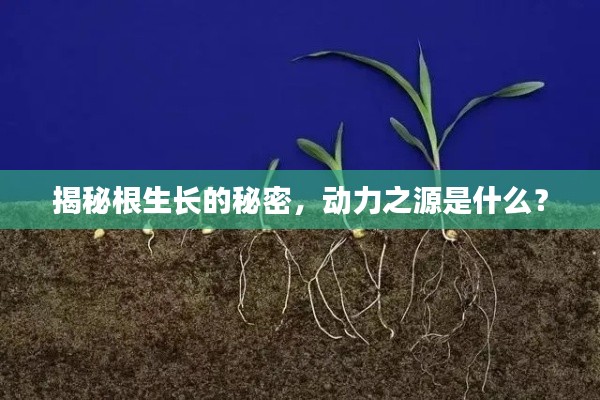 揭秘根生長的秘密，動(dòng)力之源是什么？