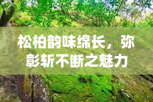 松柏韻味綿長(zhǎng)，彌彰斬不斷之魅力
