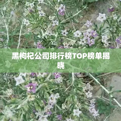 黑枸杞公司排行榜TOP榜單揭曉