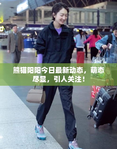 熊貓陽陽今日最新動態(tài)，萌態(tài)盡顯，引人關(guān)注！