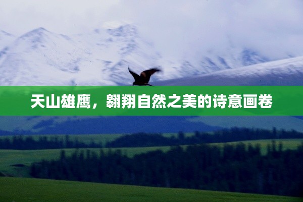 天山雄鷹，翱翔自然之美的詩意畫卷