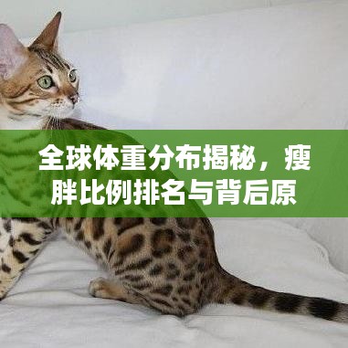 全球體重分布揭秘，瘦胖比例排名與背后原因探究