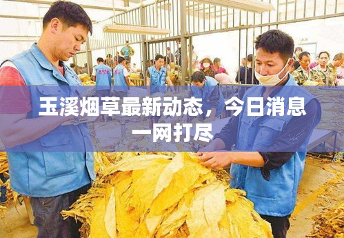 玉溪煙草最新動態(tài)，今日消息一網打盡