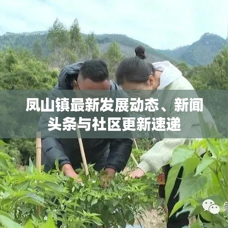 鳳山鎮(zhèn)最新發(fā)展動(dòng)態(tài)、新聞?lì)^條與社區(qū)更新速遞