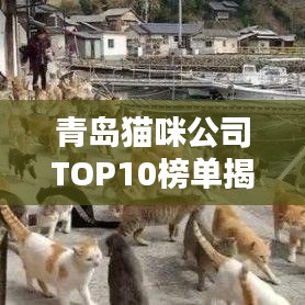 青島貓咪公司TOP10榜單揭曉！