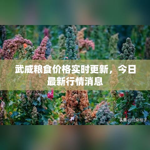 武威糧食價格實時更新，今日最新行情消息