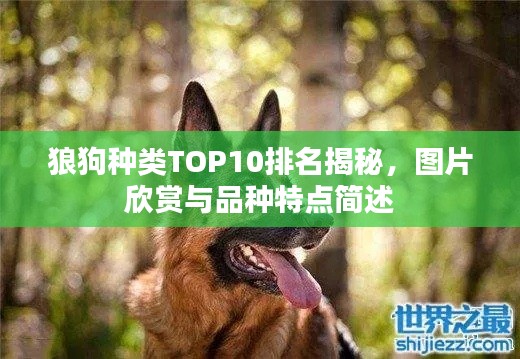 狼狗種類TOP10排名揭秘，圖片欣賞與品種特點簡述