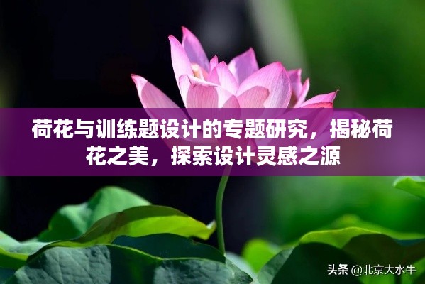 荷花與訓(xùn)練題設(shè)計(jì)的專題研究，揭秘荷花之美，探索設(shè)計(jì)靈感之源