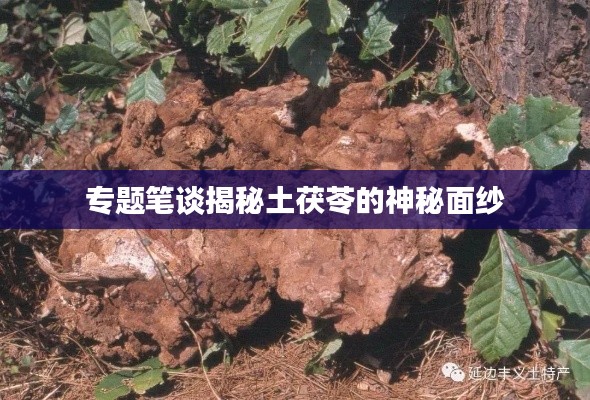 專題筆談揭秘土茯苓的神秘面紗