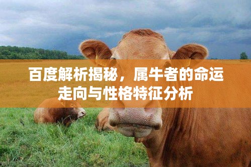 百度解析揭秘，屬牛者的命運(yùn)走向與性格特征分析